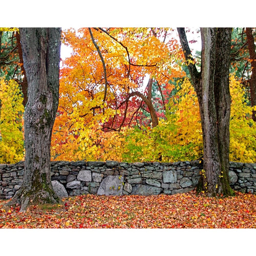 Two trees  11 x 14 print